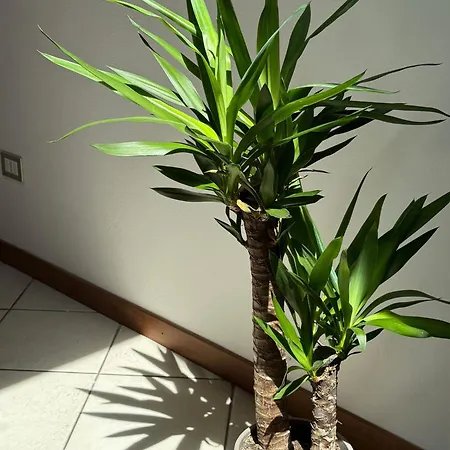 Apartment Meladormo